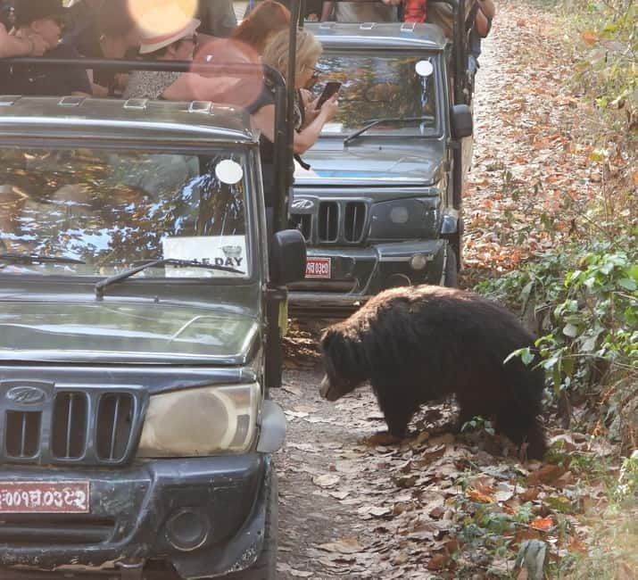 Chitwan: Full-Day Safari Canoeing and Jungle Walk and Jeep - Crocodile breeding center fee: small cost, conservation angle