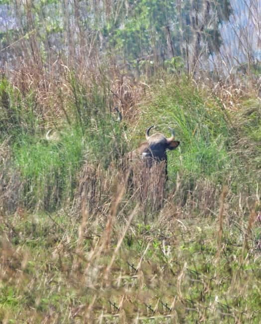 Chitwan: Full-Day Safari Canoeing and Jungle Walk and Jeep - What to bring, and what keeps the experience respectful
