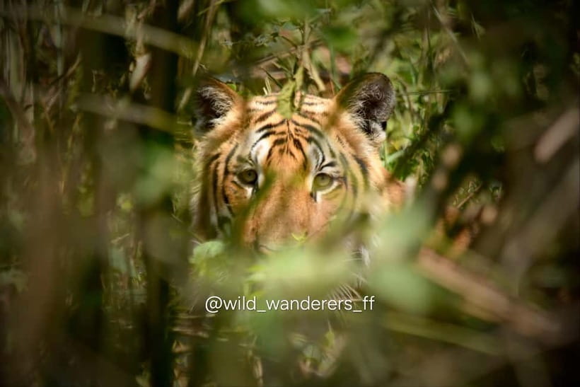 Chitwan: Full-Day Safari Canoeing and Jungle Walk and Jeep - Hotel National Park Sauraha pickup, small group flow, and real-world comfort