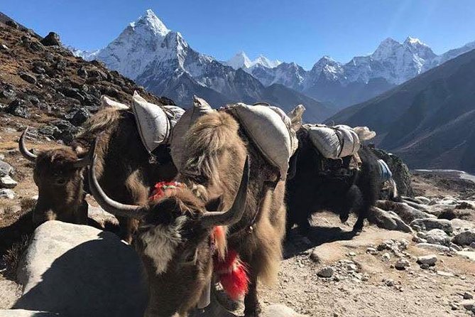 Everest Base Camp Trek 12 Days – Best Himalayan Adventure - Everest Base Camp and the Kala Patthar moment you plan for in advance