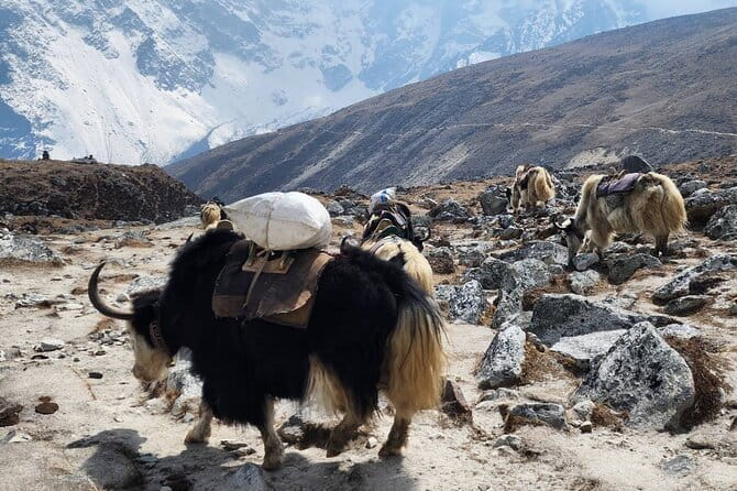 Everest Base Camp Trek from Kathmandu 12 Days - Key Highlights at a Glance