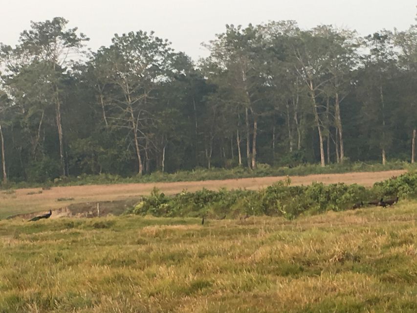 From Chitwan: Full Day Jeep Safari in Chitwan National Park - Who This Tour Fits Best, and Who Should Skip It