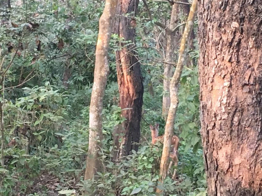 From Chitwan : Jeep Safari,Canoeing,Forest walk Day Tour - What to bring for a smooth day in Chitwan