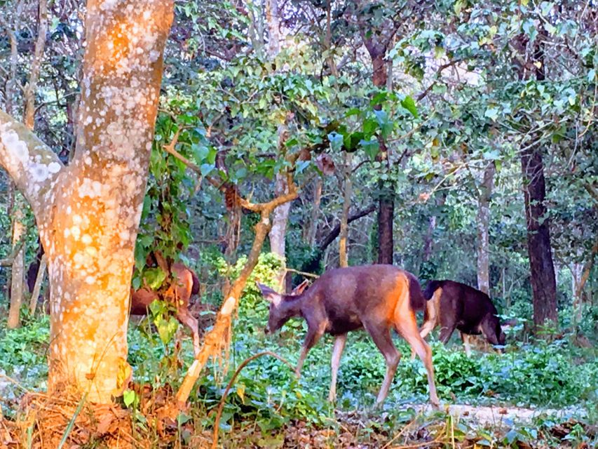 From Chitwan : Jeep Safari,Canoeing,Forest walk Day Tour - Best season: when October to June helps your chances