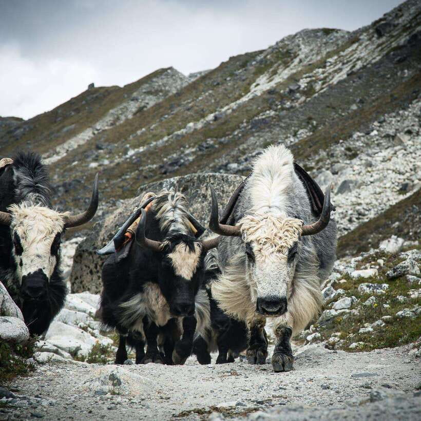From Kathmandu: Guided Everest Base Camp Trek - The cultural thread: Sherpa life, villages, and monastery moments