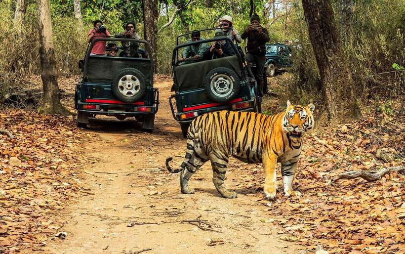 From Kathmandu/Pokhara: 2, 3, or 4-Day Chitwan Jungle Safari - Chitwan National Park: Why This Short Safari Is Worth Your Time