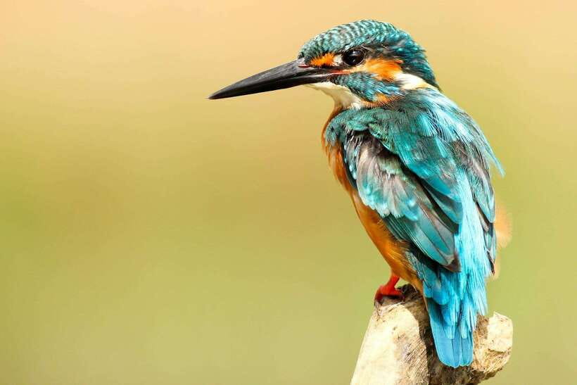 From Kathmandu/Pokhara: 2, 3, or 4-Day Chitwan Jungle Safari - Jungle Tower Night vs Hotel Night: Choose the Mood You Want