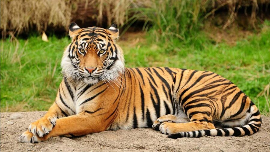 From Kathmandu/Pokhara: 3-Day All-Inclusive Chitwan Safari - From Kathmandu or Pokhara to Sauraha, with a long ride up front