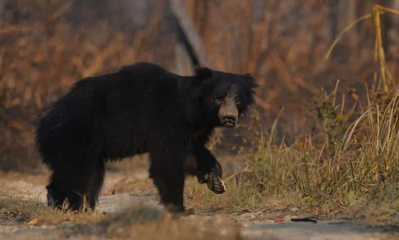 From Kathmandu/Pokhara: 3-Day Chitwan National Park Tour - Key highlights worth planning around