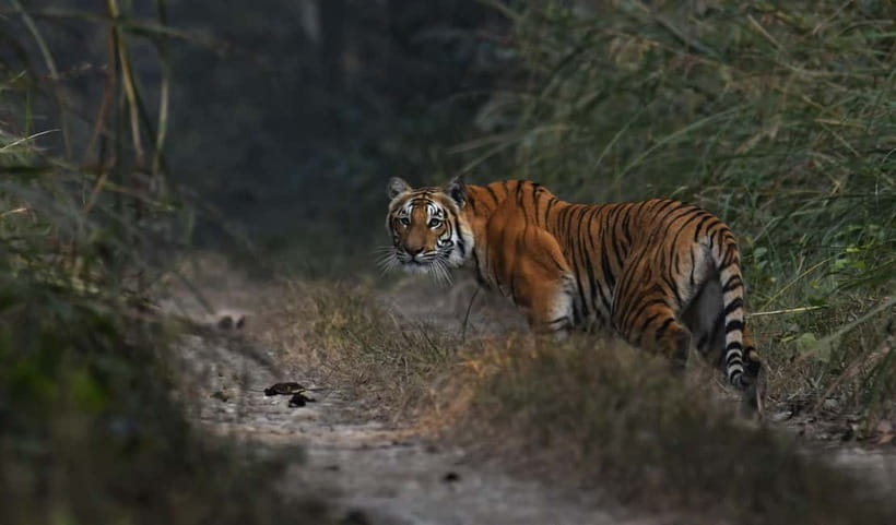From Kathmandu/Pokhara: 3-Day Chitwan National Park Tour - Who this tour is best for, and who should skip it