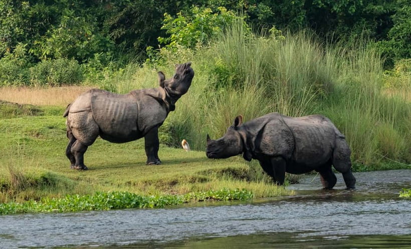 From Kathmandu/Pokhara: 3-Day Chitwan National Park Tour - How the Chitwan safari tour flows from Kathmandu or Pokhara