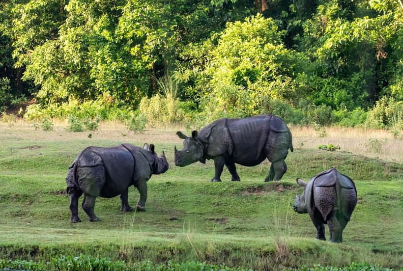 From Kathmandu/Pokhara: 3-Day Chitwan National Park Tour - Day 2 morning canoe trip for crocodiles and water birds