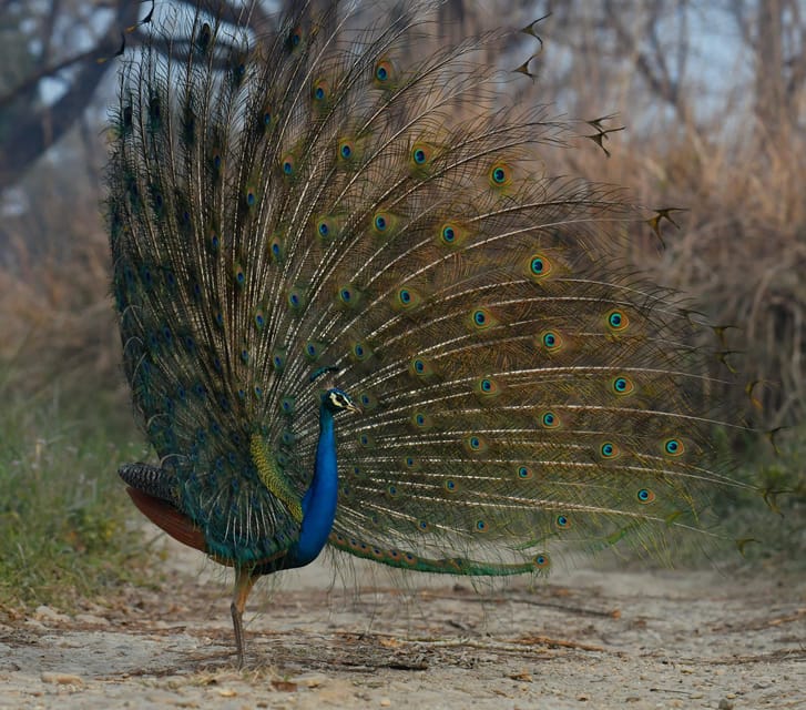 From Kathmandu/Pokhara: 3-Day Chitwan National Park Tour - Jungle walk, elephant breeding centre, and the jeep safari sweep