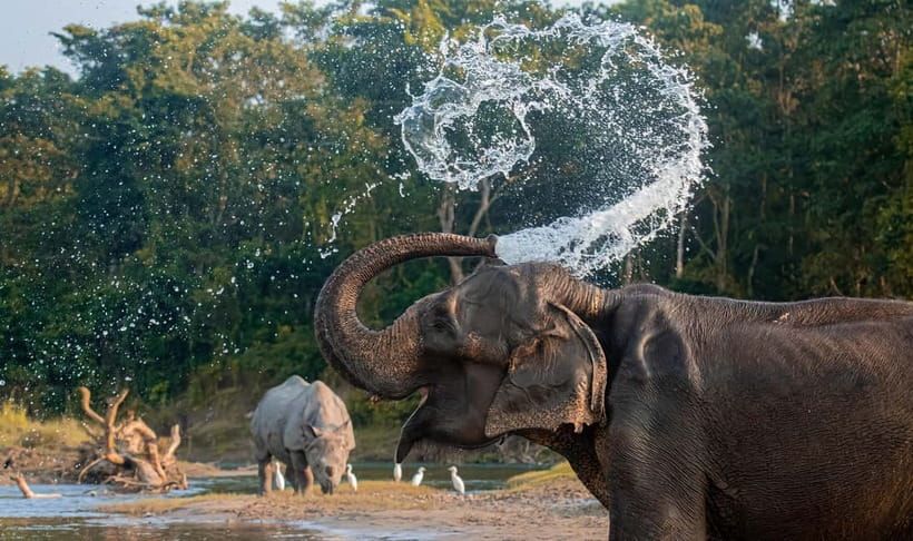 From Kathmandu/Pokhara: 3-Day Chitwan National Park Tour - Wildlife expectations: what you can realistically plan for