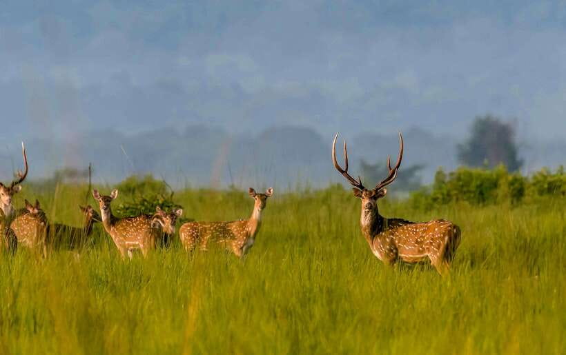 From Kathmandu/Pokhara: 3-Day Chitwan National Park Tour - Price and value: what $136 really covers