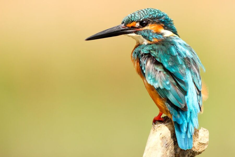 From Kathmandu/Pokhara: Private 3-Day Chitwan Safari Tour - Price and value: is $168 per person fair?