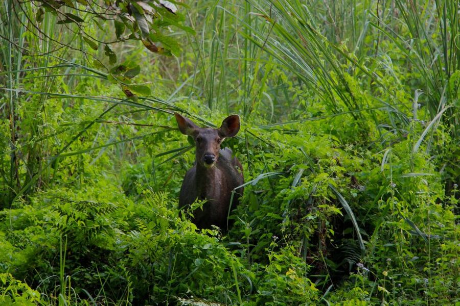 From Kathmandu/Pokhara: Private 3-Day Chitwan Safari Tour - Day 2: Jeep safari in Chitwan National Park (the main event)