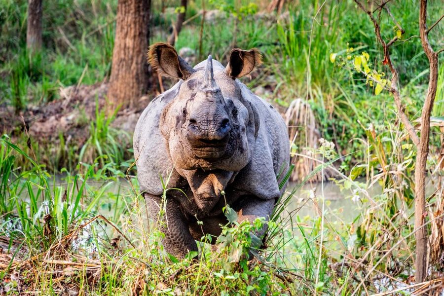 From Kathmandu/Pokhara: Private 3-Day Chitwan Safari Tour - Elephant breeding center, a reminder that conservation has a timeline