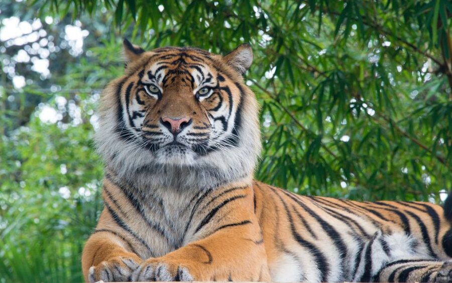 From Kathmandu/Pokhara: Private 3-Day Chitwan Safari Tour - Day 3: Guided nature walk for flora and fauna you might miss from a vehicle