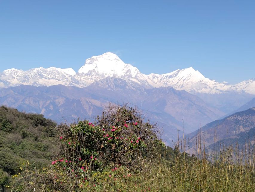 From Pokhara: 4-Day Annapurna and Poon Hill Himalayan Trek - Poon Hill Sunrise and the Descent Toward Tadapani (Day 2)