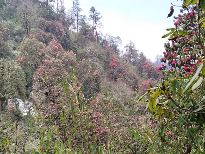 From Pokhara: Budget 2 Night 3 days Poon hill trek - Poon Hill at 3,210m: the pre-dawn climb and the golden peaks