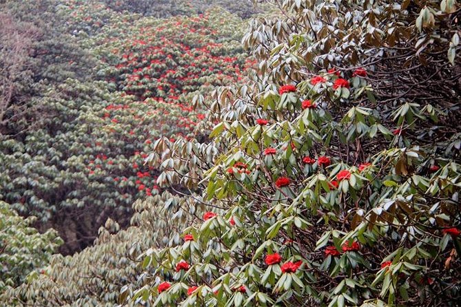 Ghorepani Poon Hill Trek - Guides on this trek: the human factor that upgrades everything
