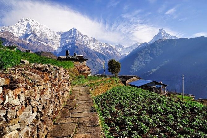 Ghorepani Poonhill Trek 5 Days from Pokhara - Day 2 Ghorepani: Oak and Rhododendron Country