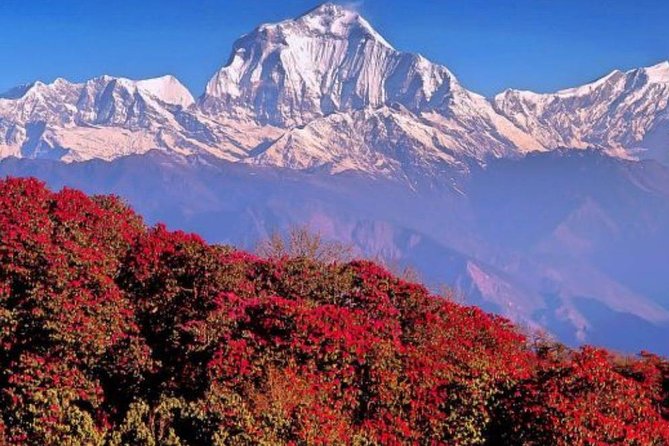 Ghorepani Poonhill Trek -8 Days - Price and Logistics: What $800 Gets You (and What It Doesn’t)