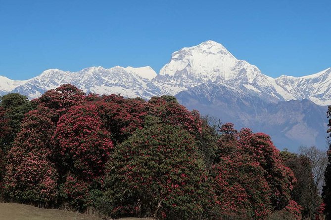 Ghorepani Poonhill Trek -8 Days - Day 6: Easy Descent to Ghandruk, Plus Real Village Time