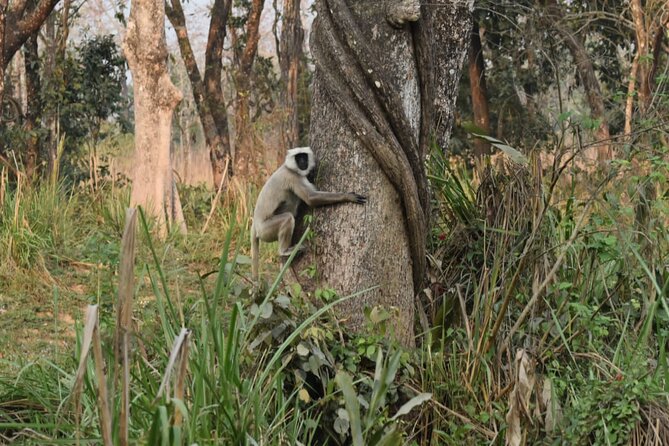 Jungle Towernight Stay: 4-Day Tour in Chitwan National Park - Day 2 Sunrise in the Jungle Tower Plus Walking Options