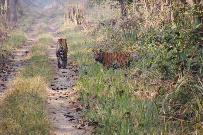 Jungle Towernight Stay: 4-Day Tour in Chitwan National Park - Day 1: Kathmandu to Chitwan, Canoeing, and Your First Tower Night