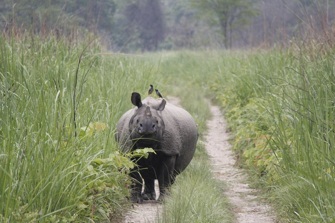 Jungle Towernight Stay In Chitwan National Park ,nepal-2 Nights 3 Days Package - Jungle Walk and Bird Watching: Choose the Pace That Fits You