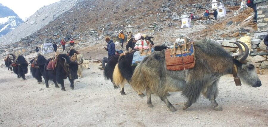 Kathmandu: 14-Day Everest Base Camp with Kala Patthar Trek - The Descent Back to Kathmandu: Three Days of Getting Lower and Getting Better