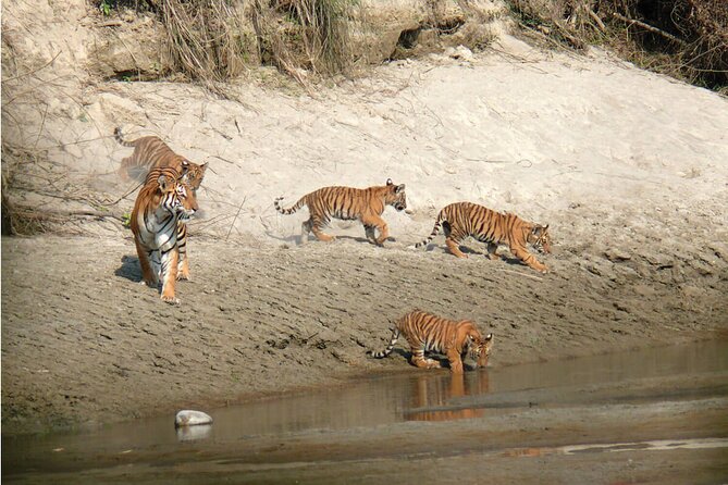 Kathmandu 2 Nights 3 Days Chitwan Jungle Safari Tour - Walking tour in the forests: what to expect and how to enjoy it