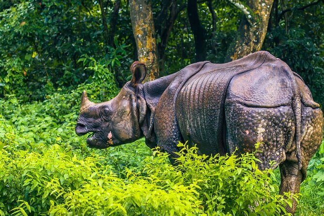 Kathmandu 2 Nights 3 Days Chitwan Jungle Safari Tour - Tharu village culture and dance performance, the human side of Chitwan