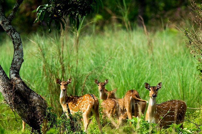 Kathmandu 2 Nights 3 Days Chitwan Jungle Safari Tour - Day 3 return to Kathmandu and the Thamel-area nature break
