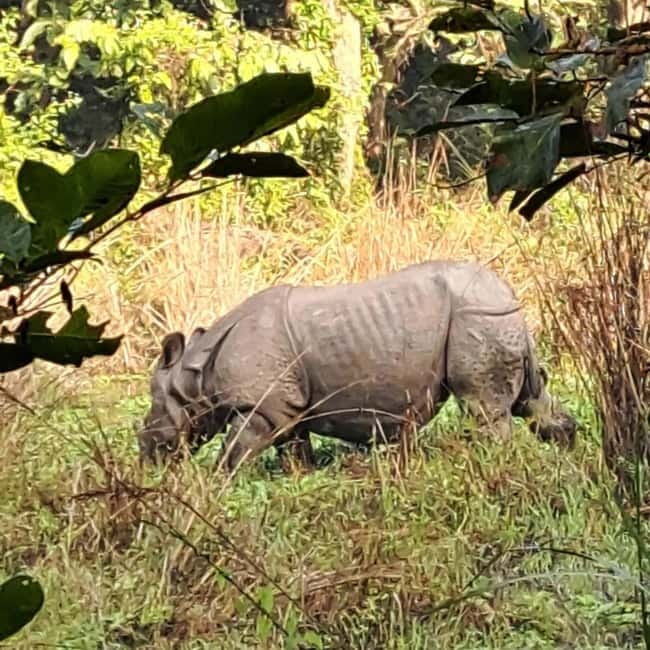 Kathmandu: 3-Day Chitwan Safari Tour with Hotel Transfers - Day 2: Canoe on the Rapti, Jungle Walk, and a Proper Jeep Safari