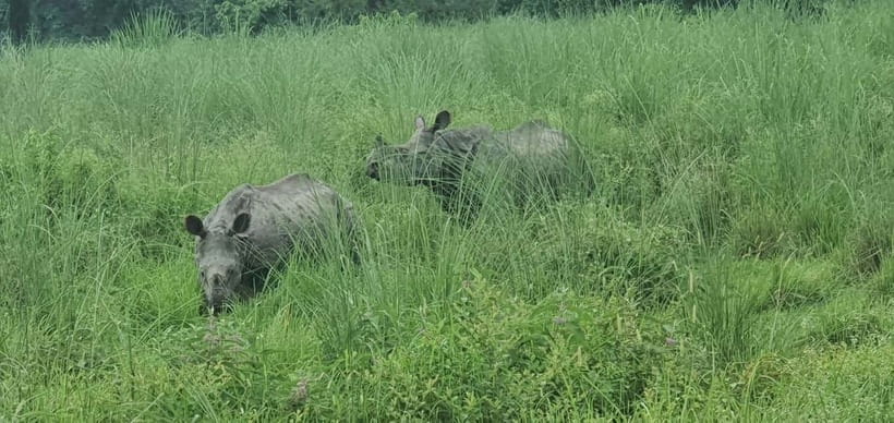 Kathmandu: 3-Day Chitwan Safari Tour with Hotel Transfers - Birds, Crocodiles, and the Real Point of a Short Safari