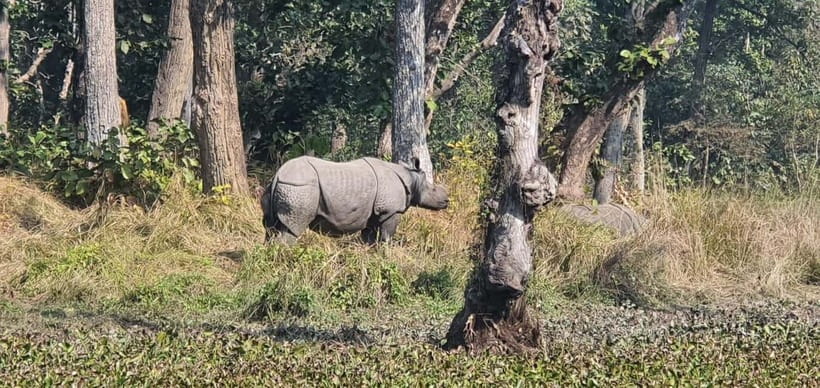 Kathmandu: 3-Day Chitwan Safari Tour with Hotel Transfers - Day 1 in Chitwan: Arrival, Rapti Sunset, Tharu Culture