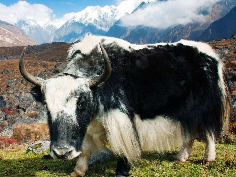 Kathmandu: 6 Days Langtang Valley Trek with Kyanjin Ri - Day 5: Thangsyap back to Syabrubesi, where the valley becomes familiar