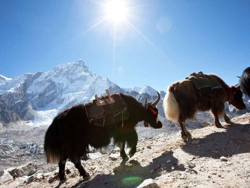 Kathmandu: 6 Days Langtang Valley Trek with Kyanjin Ri - Day 2 to Ghoda Tabela: forests, villages, and altitude that starts to matter
