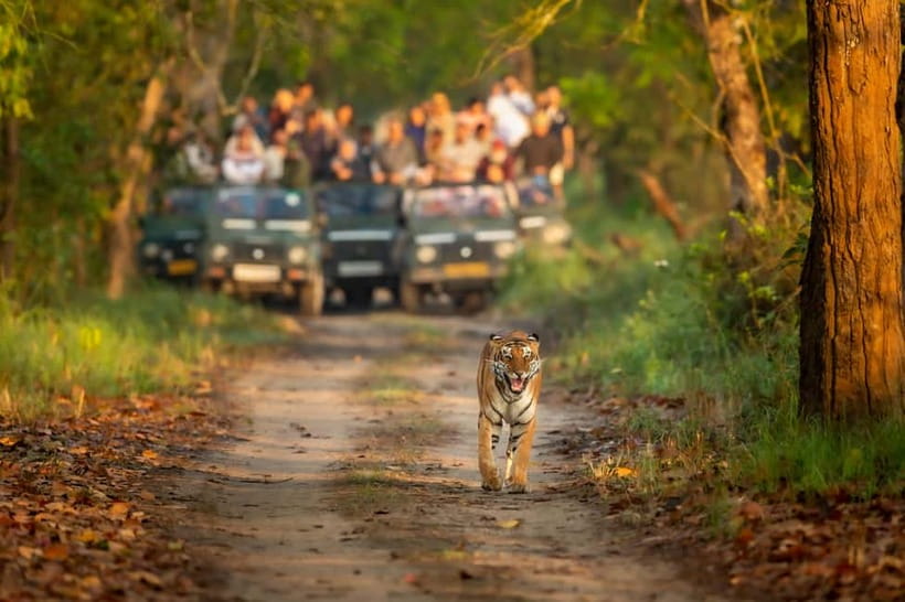 Kathmandu/Pokhara: 3 Day Chitwan Jungle Safari Tour - Why Chitwan National Park works for a short safari