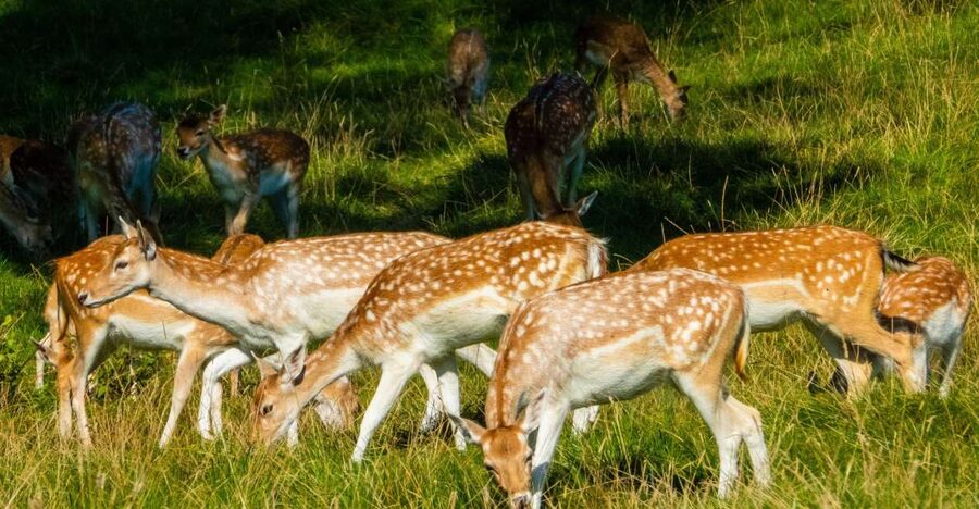 Kathmandu/Pokhara: Wildlife, Culture and Jungle Safari Tour - Key Moments That Make This Tour Worth It