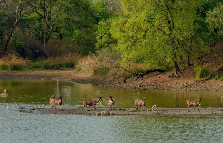 Kathmandu/Pokhara: Wildlife, Culture and Jungle Safari Tour - Day 2 Morning: Jeep Safari or Elephant Ride, and How to Make It Count