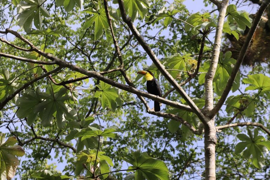 Kathmandu/Pokhara: Wildlife, Culture and Jungle Safari Tour - Afternoon Jungle Walk and Bird Watching: The Skill-Building Part