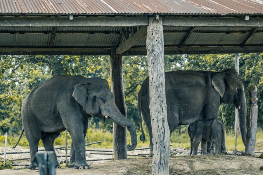 Kathmandu/Pokhara: Wildlife, Culture and Jungle Safari Tour - Elephant Breeding Center Visit: Conservation Messaging You Can Question
