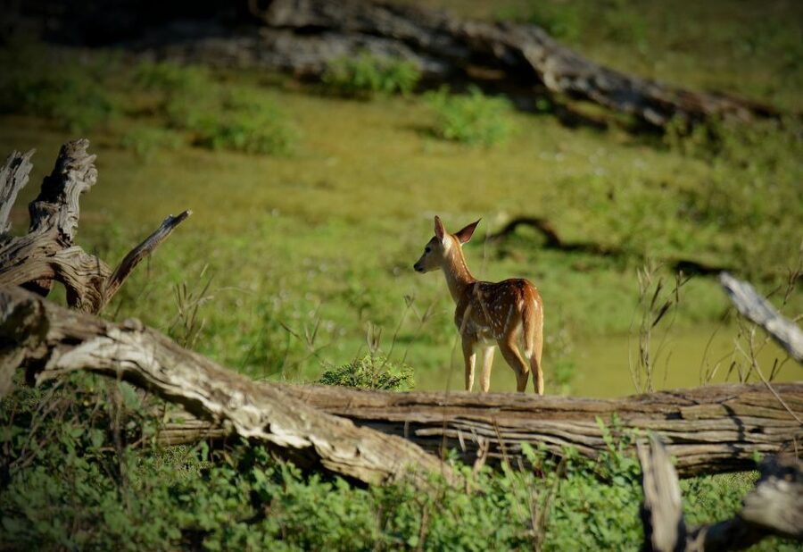 Kathmandu/Pokhara: Wildlife, Culture and Jungle Safari Tour - Day 3 Return: A Good Farewell If You Sleep Tonight