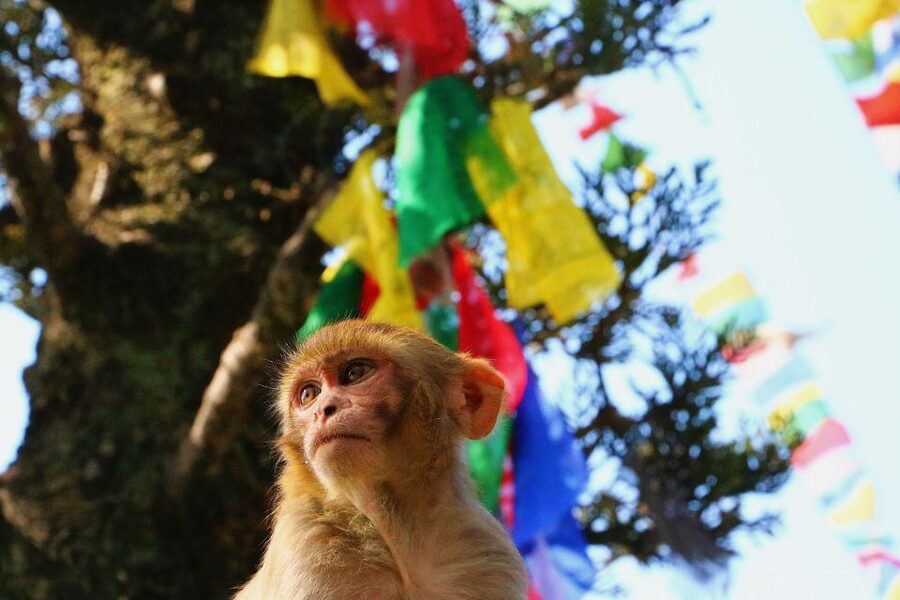 Kathmandu: Private City Guided Tour - Price and value: $40 for the day, plus entry fees you should budget