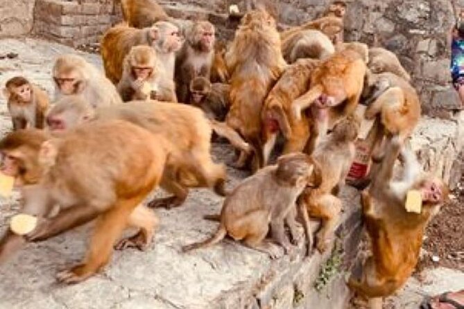 Kathmandu Private Sightseeing Tour | UNESCO World Heritage Sites - Pashupatinath and Guhyeshwari: Shiva pilgrimage and temple details near the airport