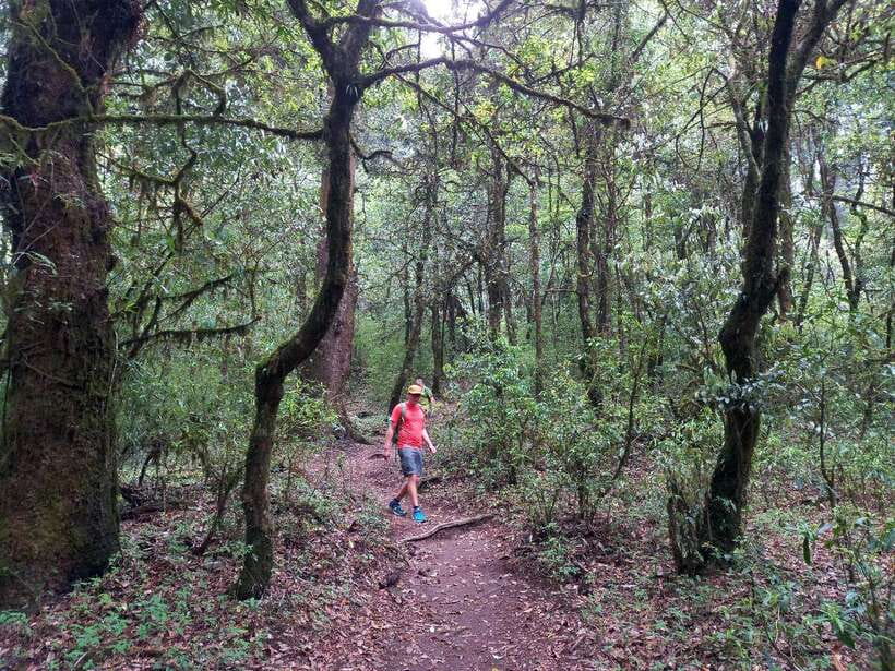 Kathmandu: Shivapuri Day Hike with Lunch - Budhanilkantha Temple After the Hike: Optional Culture + Easy Exit